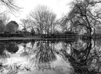 2024-02-16DSCF6553-bk-low.Angleterre - Oxford - restaut au bord de laTamise - Arbre